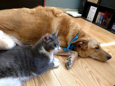 Dogs And Cats Living Together Mass Hysteria Puppy Cute Dog