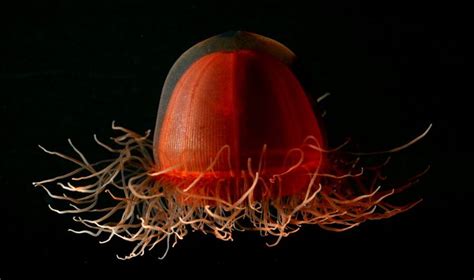 The Deepsea Jellyfish Crossota From The Arctic By