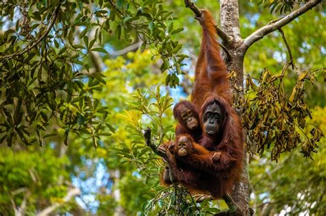 A River Cruise Through Borneo To Hang With Orangutans Wsj