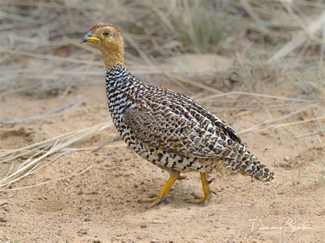 Southern African Birds2 Dennis Binda Wildlife Photography