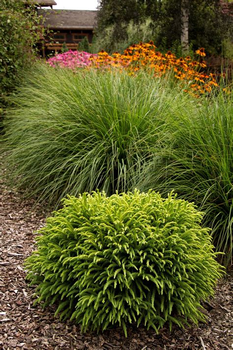Shrubs, like lilacs, provide fragrance, blooms and interest. Dwarf Japanese Cedar | Japanese garden plants, Evergreen ...