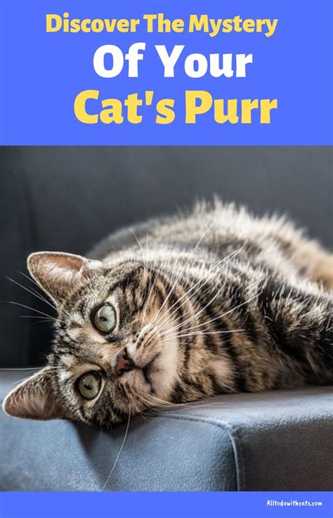 Why And How Cats Purr Surprising Facts About Your Cats Purrs All