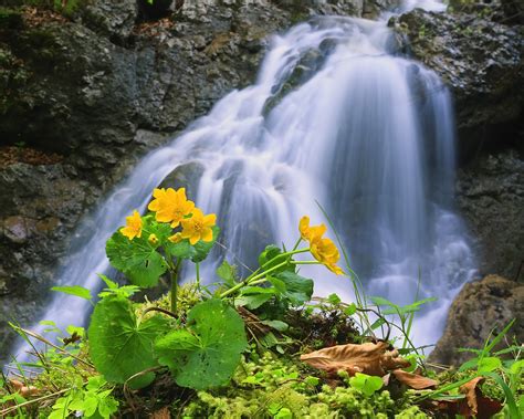 Waterfalls With Flower Garden Hd Wallpaper Wallpaper Flare