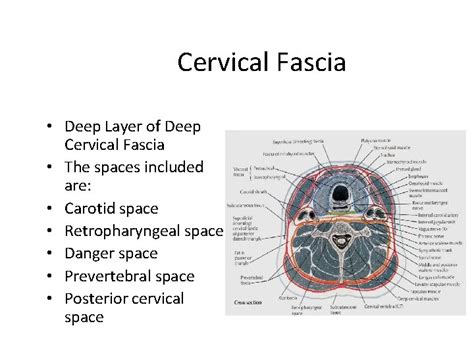 Deep Neck Spaces Anatomy And Infections Dr Shweta