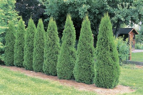 Emerald Green Arborvitae Care And Growing Guide