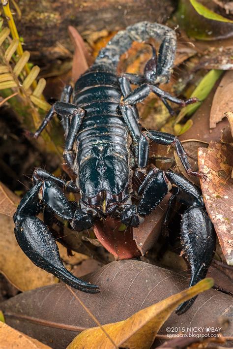 Giant Black Forest Scorpion Heterometrus Sp Dsc5306 Flickr