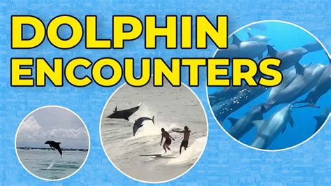 Top 17 Dolphin Encounters Youtube