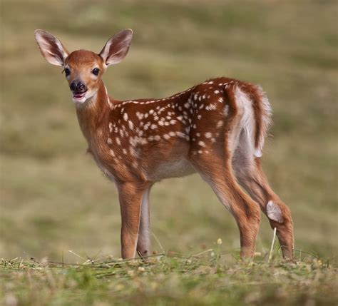 Fawn White Tailed Deer Odocoileus Virginianus Flickr Photo Sharing