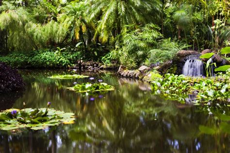 Gold Fish Pond At The Hawaii Tropical Botanical Garden Stock Image