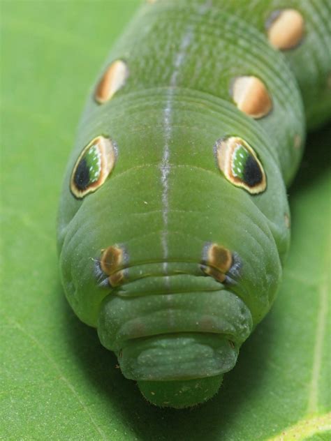 Tailed jay butterfly with chrysalis and caterpillar. Fat green Caterpillar | This fella is about 50mm long and ...