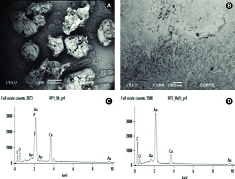 Sem Micrographs A And B A The Rp1 Plgaha Revealed Porous Particles