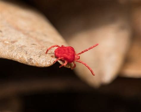 Tiny Red Bugs At Home Tips For Getting Rid Health Articles Magazine