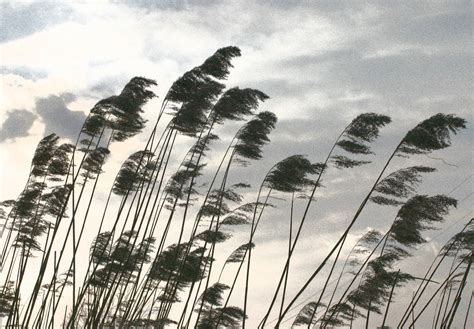 River Reeds Reeds Blowing In The Wind Ian Lipman Flickr