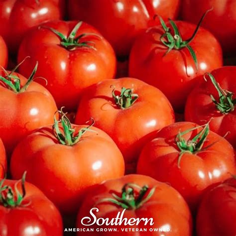 Tomato Vr Moscow Lycopersicon Lycopersicum 50 Seeds Southern