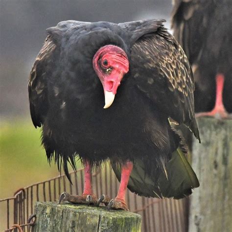 Bird Pictures Turkey Vulture Cathartes Aura By Floridian