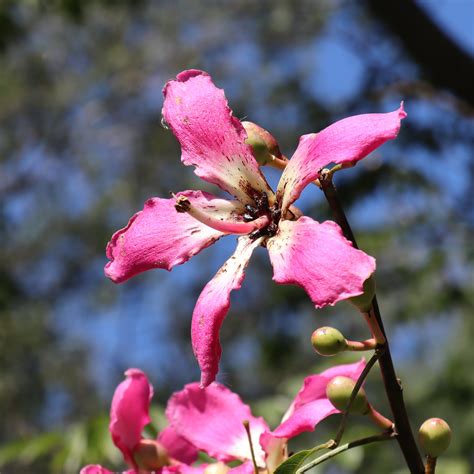 Ceiba Speciosa Flower The Floss Silk Tree Is A Species Of Flickr