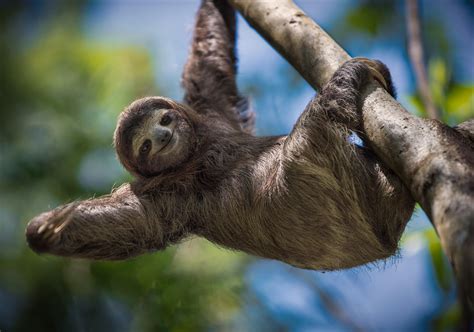 Is the following sentence true or false? Sloth Animal Facts | Choloepus Hoffmani | AZ Animals