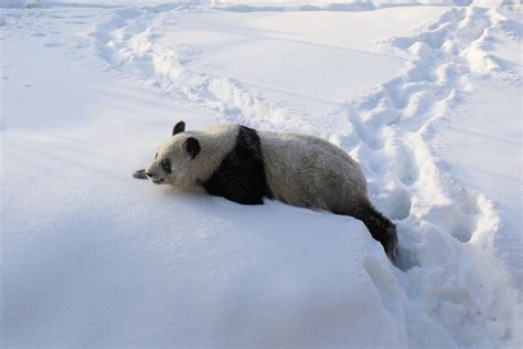 The Giant Panda Couple Frolic In The Snow For The First Time In Ähtäri