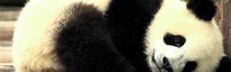 Huisdieren dieren die je op de boerderij tegenkomt en van wilde dieren. Pandabeer kleurplaten - TopKleurplaat.nl