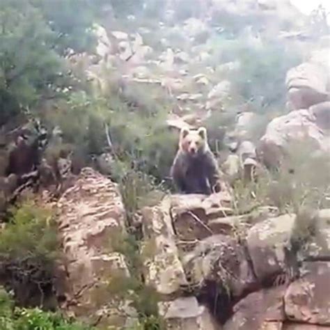 Red Book Himalayan Brown Bear Shows Up On Camera In Altyn Emel National
