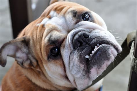 Bulldog Facts 9 Surprising Things You Never Knew
