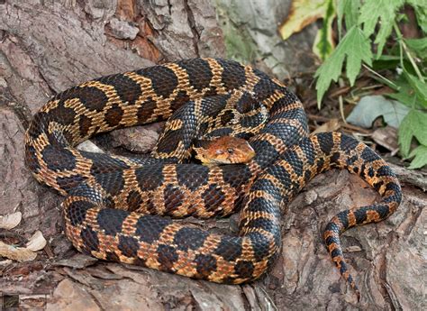 Eastern Fox Snake Flickr