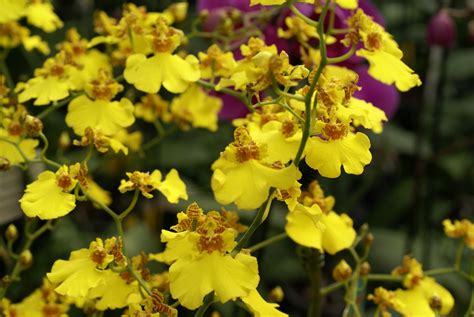 Yellow Orchids