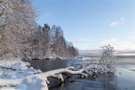 Beautiful View Of Snowy Trees And Frozen Lake Pyhäjärvi In The Winter
