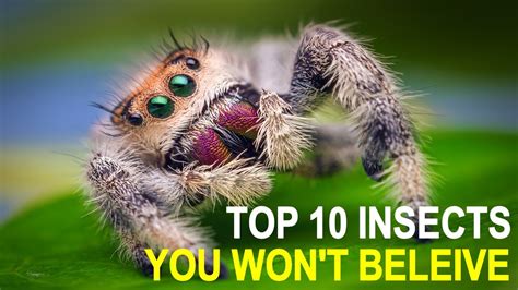 Top 10 Insects You Wont Believe Actually Exist Youtube