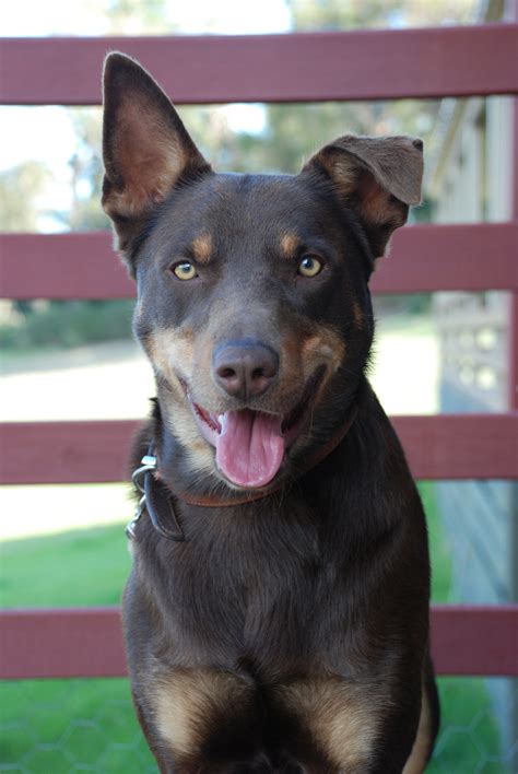 File:Australian Kelpie portrait.jpg - Wikimedia Commons