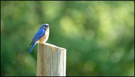 5 13 20 Pennsylvania Bluebird Greg Hartman Flickr