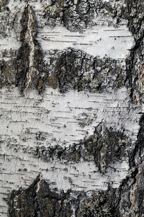 Birch Tree Bark Texture In A Closeup Color Image Stock Image Image Of