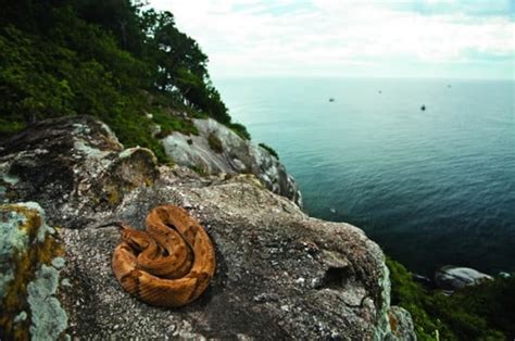 Snake Island The Deadliest Island In The World World Top Top