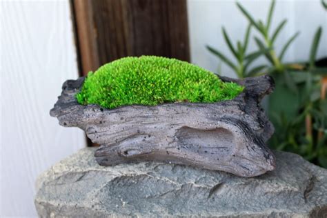 Moss Rock Look Planters Preserved Moss Faux Air Plant No Water Etsy