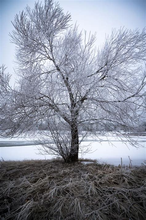 Snow Covered Tree Stock Image Image Of Thick Frozen Snowy 960439