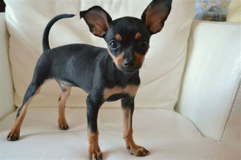 Russian Toy Terrier Info Puppies Temperament Pictures
