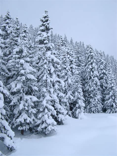 Winter Pine Trees Winter Scenery Winter Scenes Snow Scenes