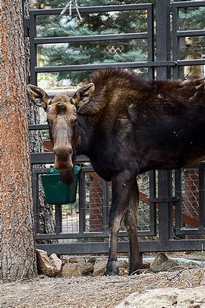 Atka Alaska Moose Leans On Trusting Relationships With Keepers During