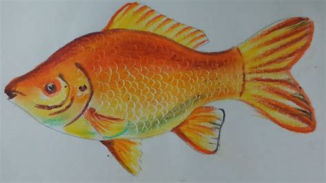 Realistic Fish Drawing Colour Goimages Insight