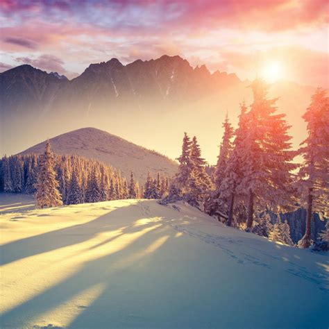 Winter Sunset Forest Shadows Ipad Wallpapers Free Download