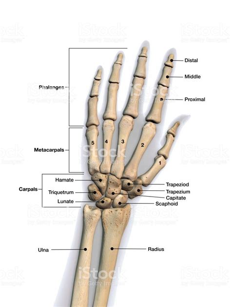 Skeletal Bones Of Wrist And Hand With Labeling Dorsal View Anatomy