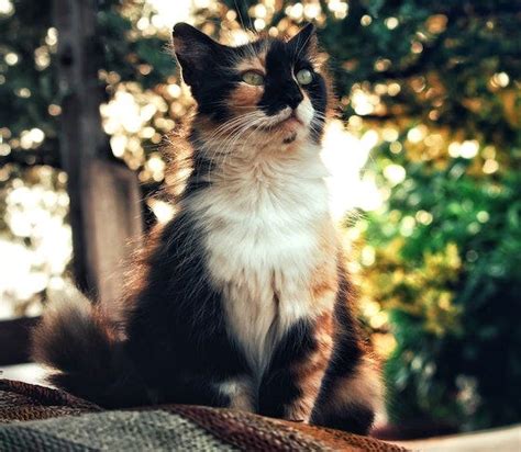 Calico Cat Types Breeds And Personality Traits