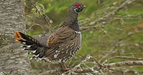Spruce Grouse Identification All About Birds Cornell Lab Of Ornithology