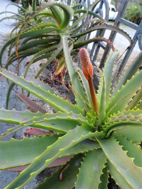 La Doctora De Las Plantas: Especies de sábila varían en el color de sus
