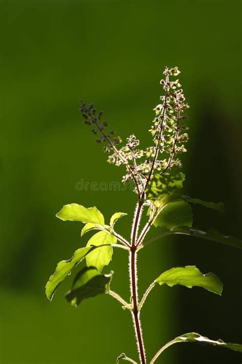 Tulsi Plant Stock Image Image Of Herbal Backlit Leaves 12648565