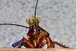 Cockroach King Photos