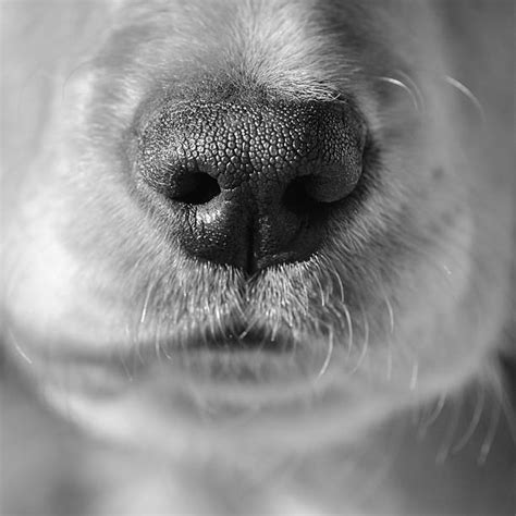 Royalty Free Dog Nose Close Up Pictures Images And Stock Photos Istock