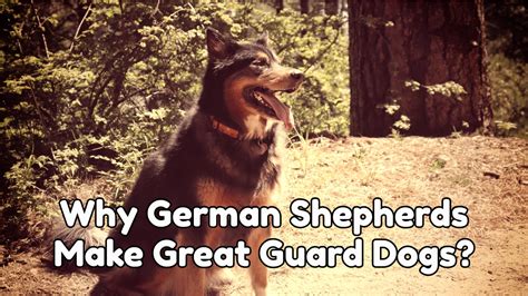 7 Reasons Why German Shepherds Make Great Guard Dogs What You Should