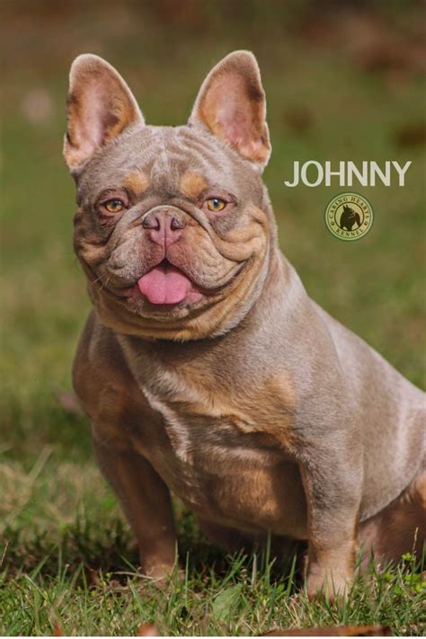 Tammy Zeiger (Caring Hearts Kennel) - French Bulldog Puppies for Sale