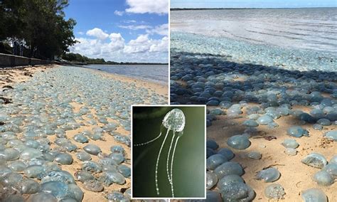 Could Deadly Irukandji Jellyfish Be Closing In On Sydney Daily Mail